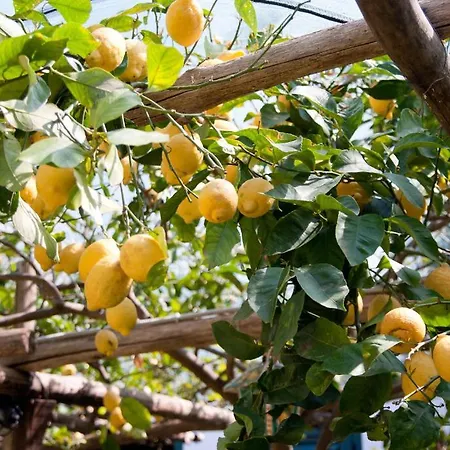 ベッド・アンド・ブレックファスト Il Roseto